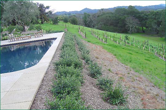 Don John Landscaping Photo