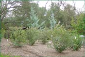 Shrubs